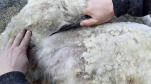 Стрижка овец, ветеринарные мероприятия во время стрижки овец.