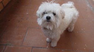 24 ЧАСА НА ЧУЖОМ БАЛКОНЕ С БИЛЛИ | СПАСАЕМ КОШКУ АРИЕЛУ