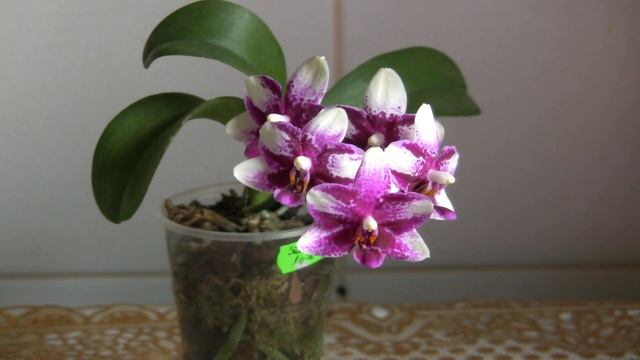 Первое домашнее цветение фаленопсиса Phal. Jai Ho Summer Love смотреть онлайн