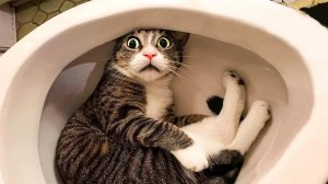 Приколы с котами и собаками  Смешные животные видео 2024