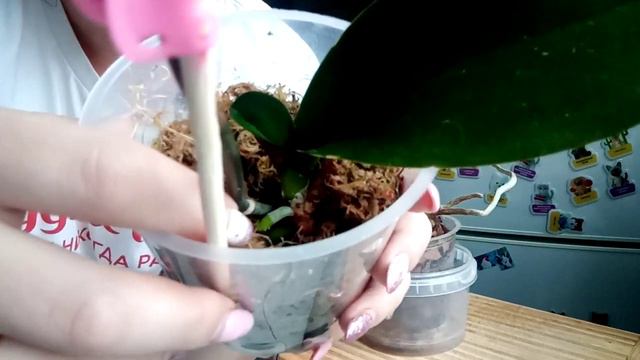 Жизнь орхидеи после разделения. Макушка отжелтила лист и дала новые корни. смотреть онлайн