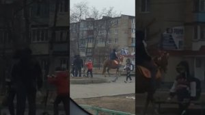 Издевательство над беременной лошадью в Находке