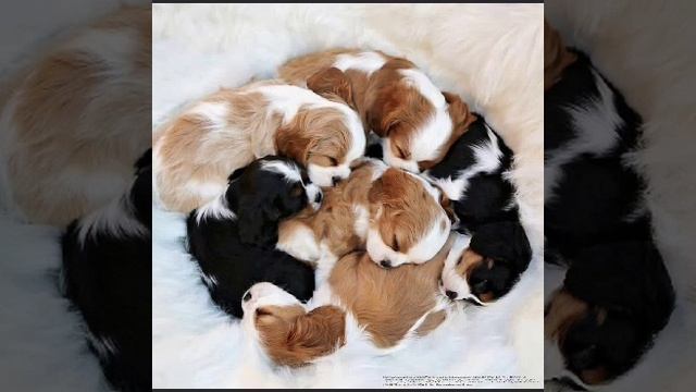 Детский анекдот про щенков58765