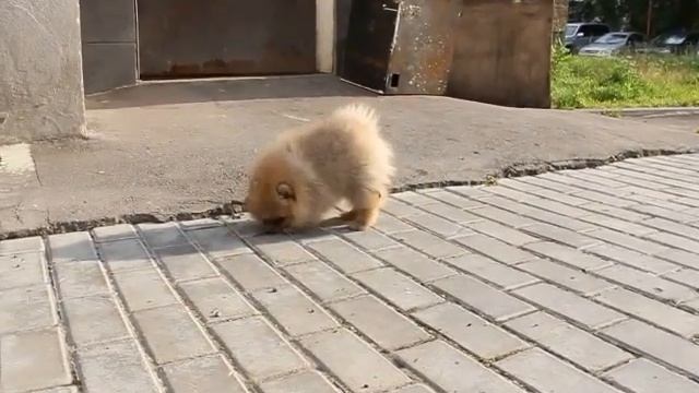 Шпиц Камниешка :)