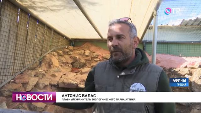 В Афинах впервые с начала пандемии открыли городской зоопарк смотреть онлайн