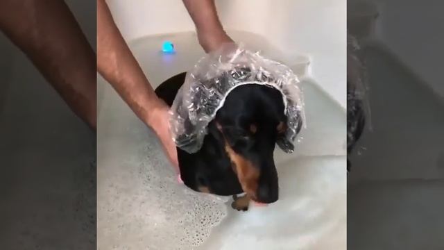 Купание таксы в ванной) смотреть онлайн