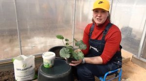 Какие удобрения вносить весной | Готовим грядки под посадки в теплице