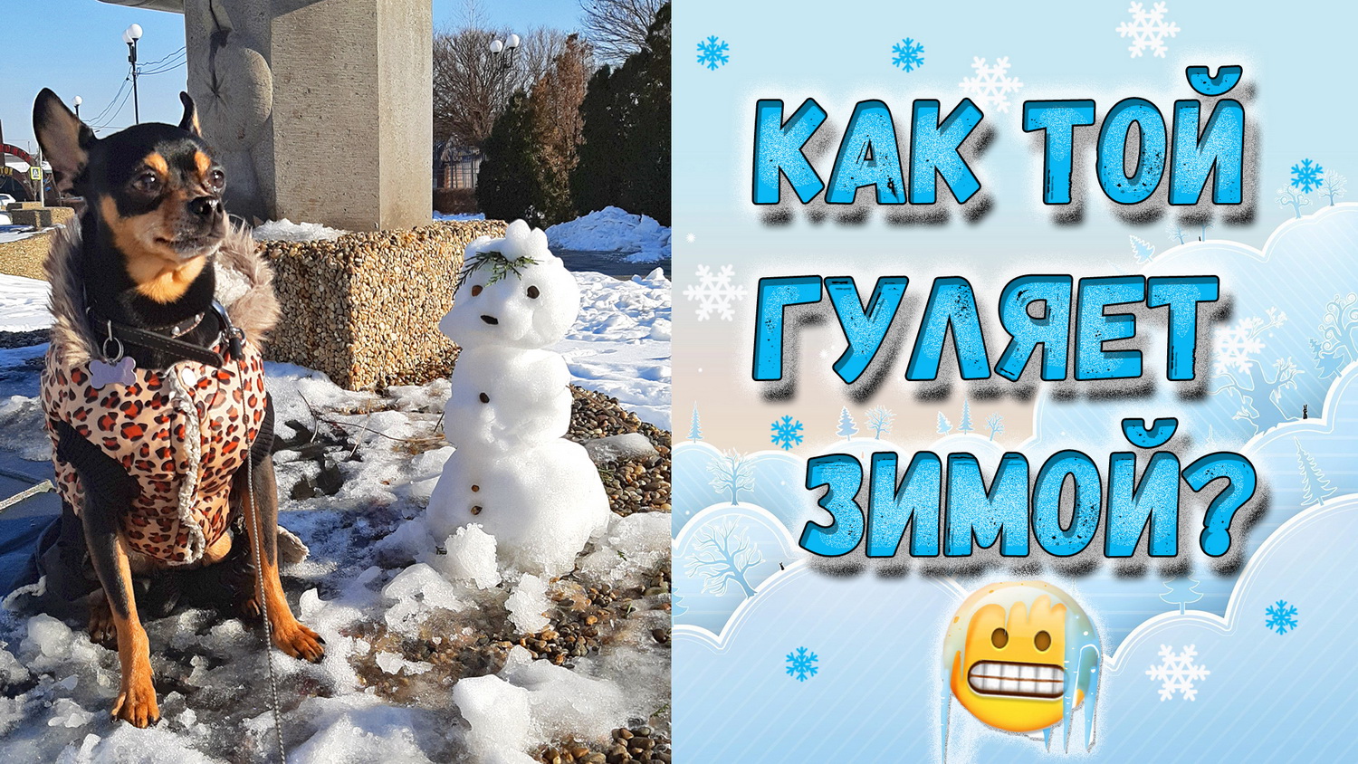 Как гулять с собакой зимой или зимние гулянья с русским тоем смотреть онлайн