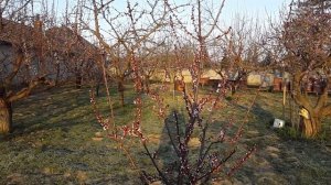 спасаем абрикосы от весених заморозков