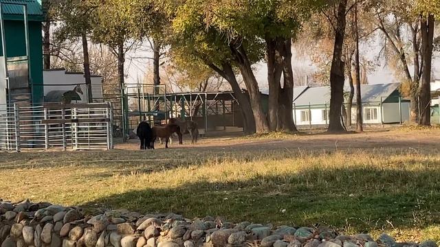 Любимый город Алматы. Наш зоопарк осенью. Almaty ZOO смотреть онлайн