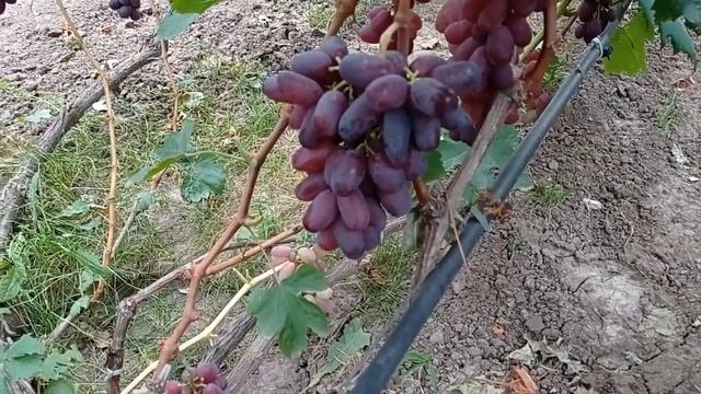 @Новый виноград УРУМ Балабанова Отзыв о винограде смотреть онлайн