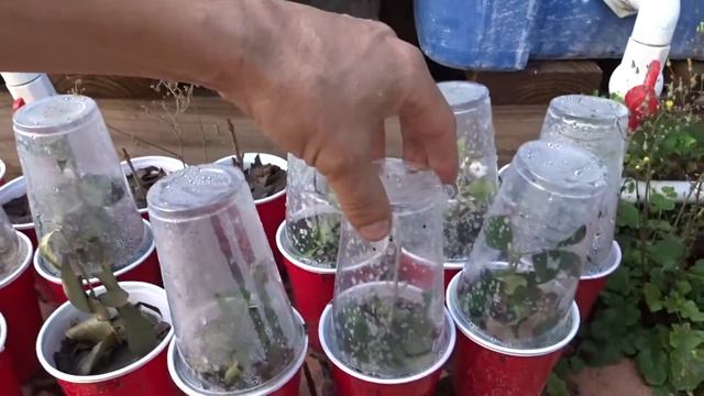 Черенки личи и барбадосской черешни принимаются смотреть онлайн