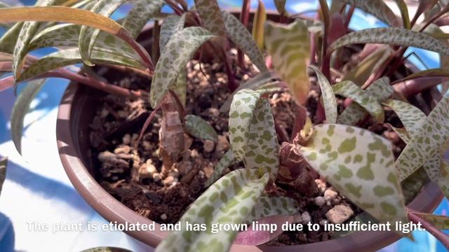 Ledebouria Socialis, AKA Silver Squill, An Easy Guide To This Alien-like Bulb Plant.?