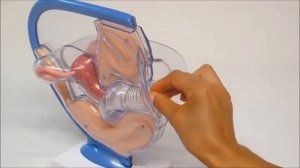 менструальная чаша, менструальна чаша woman`s cup