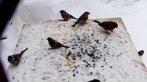 Толкотня  на птичьих кормушках. Птицы на кормушке.