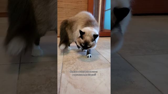 Кошачьи царапины могут быть опасны смотреть онлайн