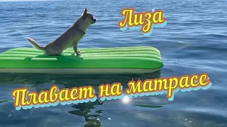 Чихуахуа. Лиза плавает на матрасе. смотреть онлайн