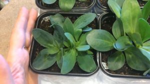 Эустома 31.03.18 Развитие рассады эустомы через 3,5 месяца от посева