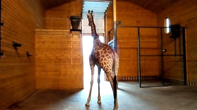 Зоопарк "Лимпопо".Жираф смотреть онлайн