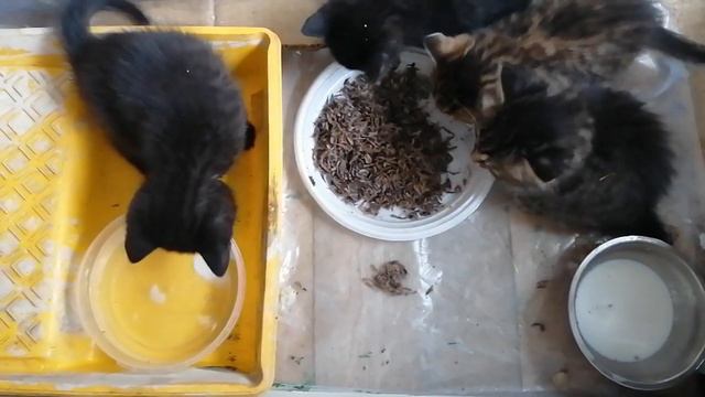 31.05.2023.(99серия)Котятам 1 месяц и первый раз сами кушают криветку-планктон, мизида! +7924123244 смотреть онлайн
