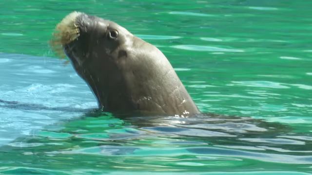 Альбом про моржа смотреть онлайн