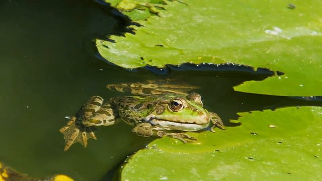 Уж обыкновенный смотреть онлайн