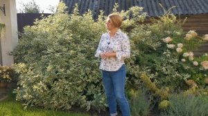 Посадила дерен и не нарадуюсь