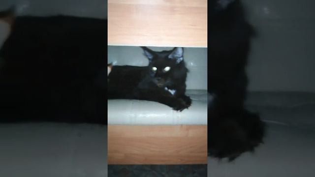 МейнКуны большие кошки смотреть онлайн