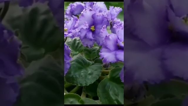 ФИАЛКА Blue Dragon смотреть онлайн