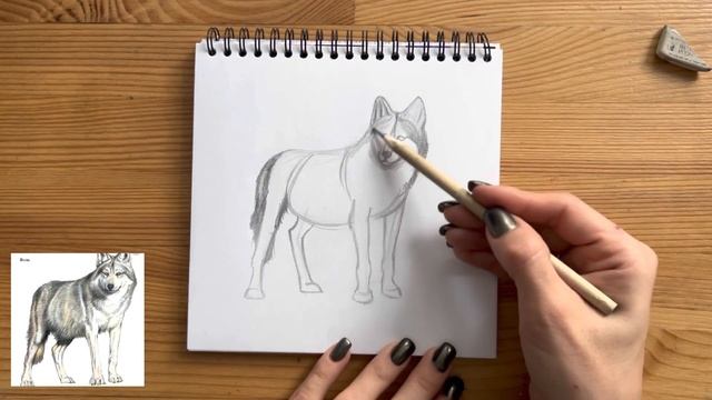 Как нарисовать волка карандашом | Рисунок для начинающих поэтапно смотреть онлайн