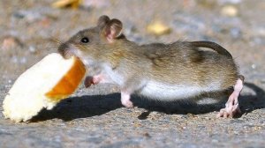 Мыши едят дом. Вам не спастись. Грызуны. Утеплитель едят мыши.