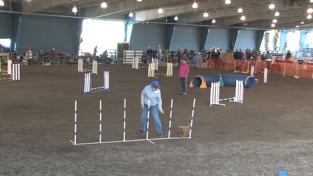 Zoe Novice JWW 1st place (& Title Completion!) SF Weimaraner Trial Jan 8, 2012 смотреть онлайн