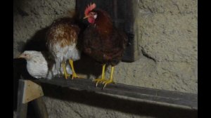 Насест в курятник