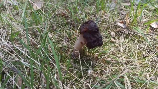 Piestrzenica kasztanowata Gyromitra esculenta (Pers.) Fr. смотреть онлайн