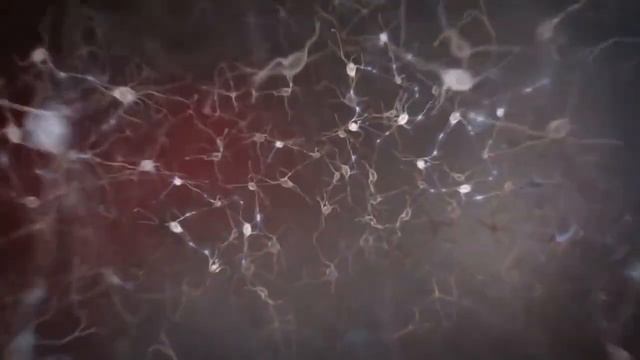 Физиология Высшей Нервной Деятельности. Олег Александрович Чагин.