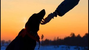 ДУША СОБАКИ ПЕРЕСЕЛИЛАСЬ В ЩЕНКА, И ТЕПЕРЬ У СЕМЬИ СНОВА ПОЯВИЛАСЬ ИХ АЛЬМА…