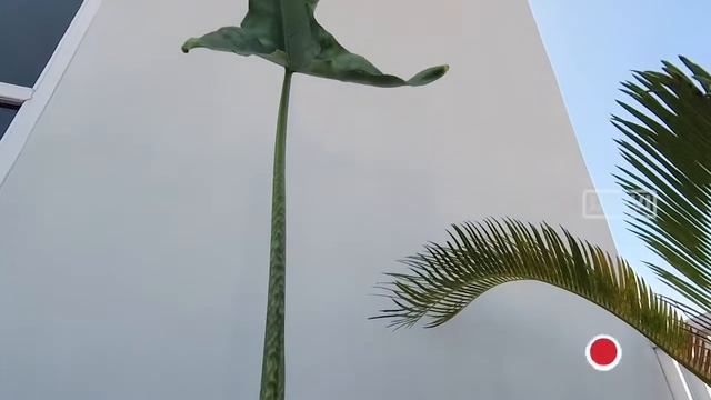 Alocasia Zebrina - Alocasia Tigrina Superba - Alocasia Tandurusae Reticulata
