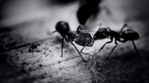 МУРАВЬИ УБЕГУТ ВО СВОЯСИ И ТЛИ НЕ БУДЕТ! КАК ВЫГНАТЬ МУРАВЬЕВ С УЧАСТКА