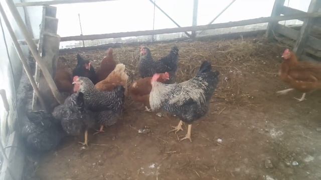 Содержание кур зимой в теплице смотреть онлайн