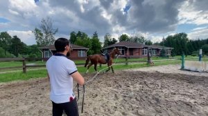 Заездка молодой лошади. Часть 2. Морковь, стремя, седло, нервы))