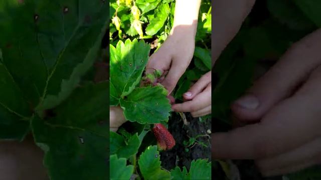 Земклуника Купчиха и Диана 27.06.2020 сравниваем на вкус смотреть онлайн