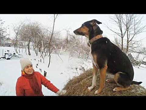 Ваня - силач || Сено в домике || Сарай падает? смотреть онлайн