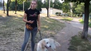 Собака реагирует на других собак на поводке. Как отвлечь?