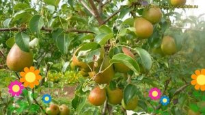 Груша Рогнеда. Краткий обзор, описание характеристик, где купить саженцы pyrus communis Rogneda