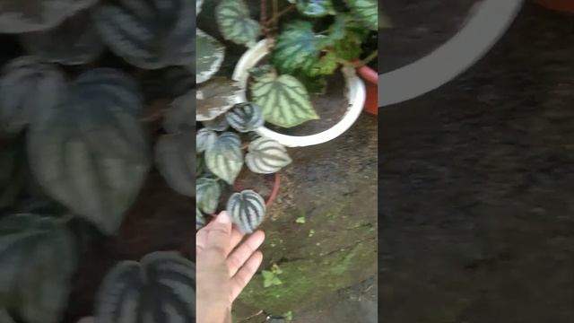 Peperomia Turboensis aka Red Watermelon & Begonia ?#peperomia #begonia #shorts смотреть онлайн