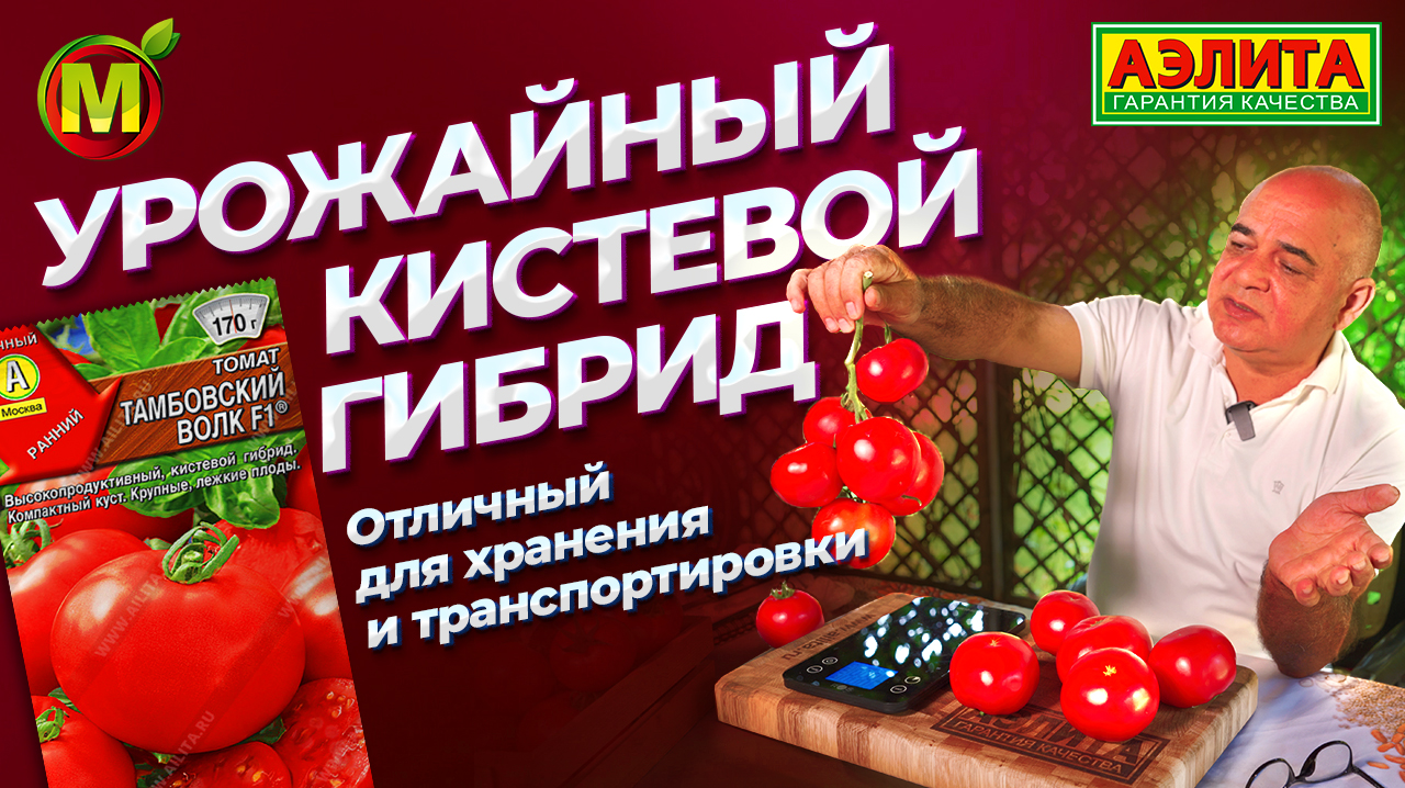 Кистевой гибрид томата ТАМБОВСКИЙ ВОЛК F1. Урожайность до 20 кг с 1 кв.м теплице! смотреть онлайн