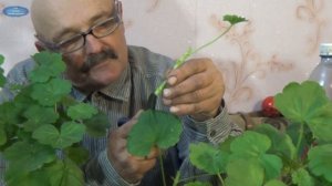РАЗМНОЖЕНИЕ ГЕРАНИ (ПЕЛАРГОНИИ). ХОРОШИЙ РАБОЧИЙ СПОСОБ!