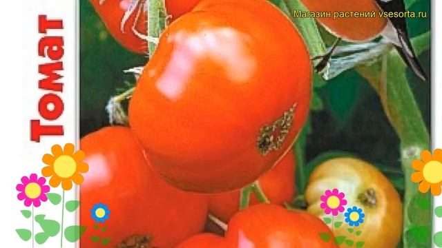 Томат Снегирек. Краткий обзор, описание характеристик solanum lycopersicum Snegirek смотреть онлайн