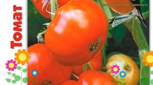 Томат Снегирек. Краткий обзор, описание характеристик solanum lycopersicum Snegirek