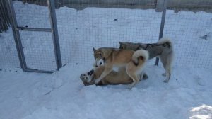 Щенки западносибирских лаек питомника С ТУРУХАНСКОГО КРАЯ
